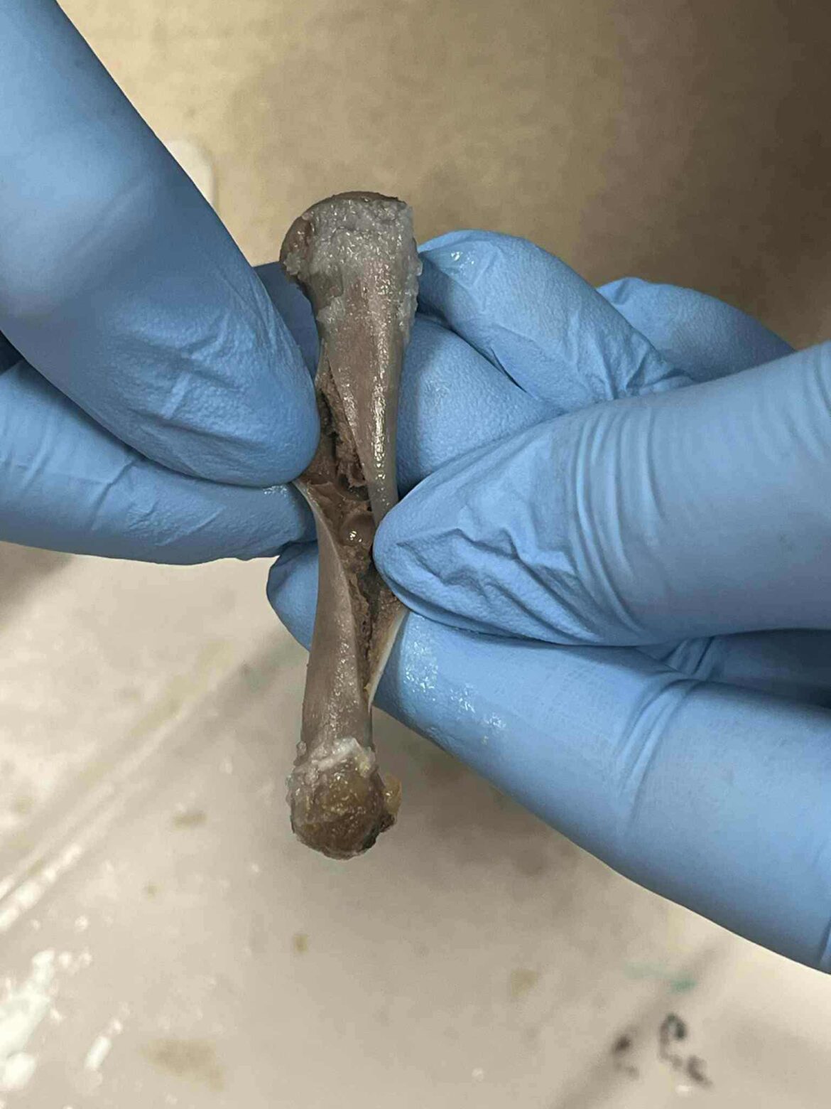 Z lekcji biologii…