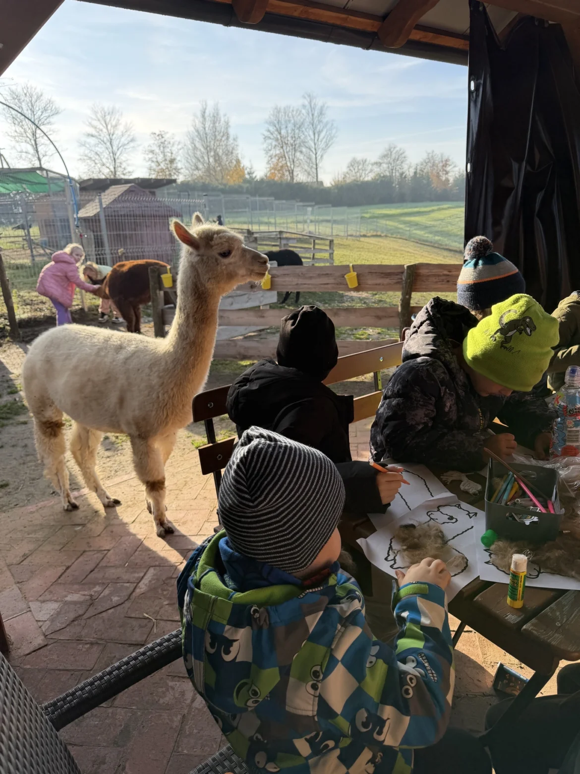 Pierwszoklasiści na wycieczce do mini zoo “Przygody z Alpaką”